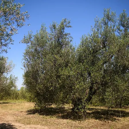 Panzió Vallecupa *