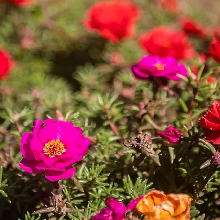 Vallecupa B&B 파르네세