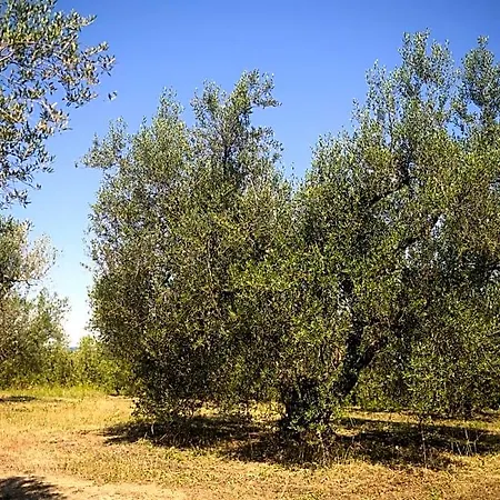 Vallecupa