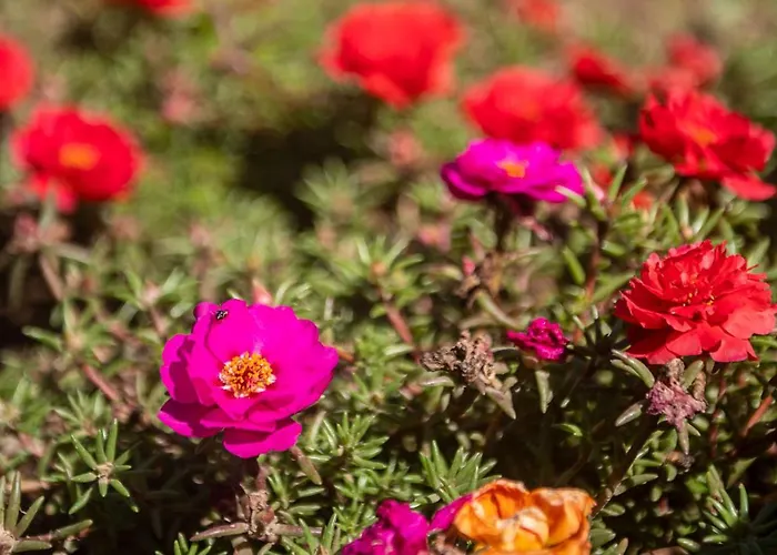 Vallecupa Alojamento de Acomodação e Pequeno-almoço Farnese